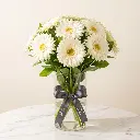 GERBERA White.webp