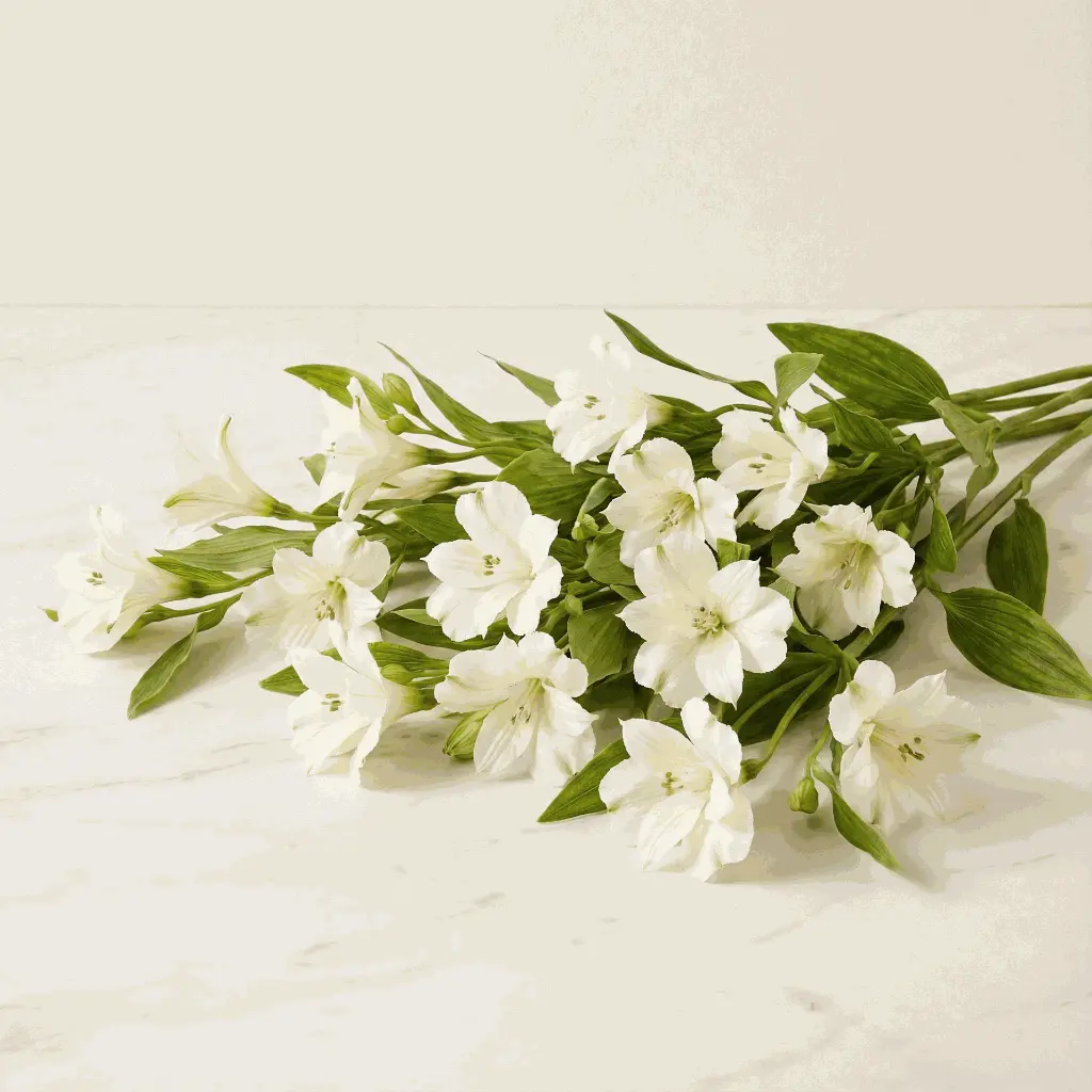ALSTROMERIA الستروميريا