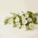 ALSTROMERIA_white2.webp