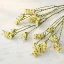 STATICE Yellow1.webp