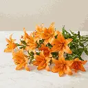 ASIATIC_LILIES_orange2.webp