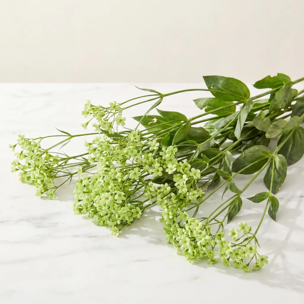 GYPSOPHILA جيبسو فيلا
