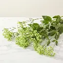 GYPSOPHILA Green.webp