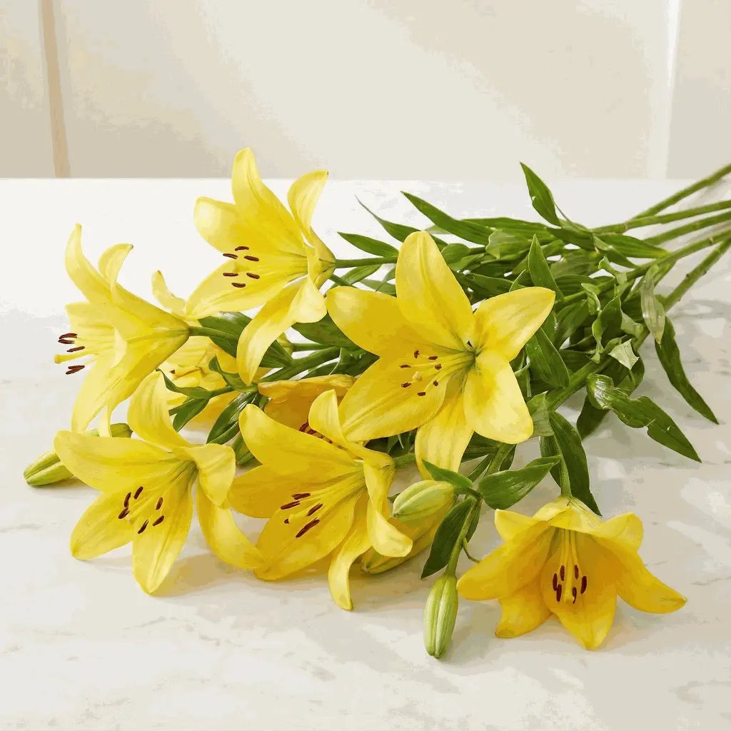 ASIATIC_LILIES_yellow2.webp