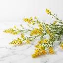 SALIDAGO Yellow1.webp