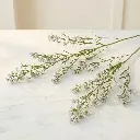 SALIDAGO silver.webp