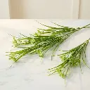 MOLUCELA Green1.webp