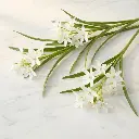 ORNITHOGALUM white.webp