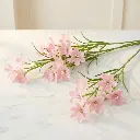 ORNITHOGALUM Pink1.webp