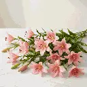 ASIATIC_LILIES_pink2.webp