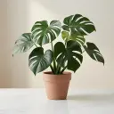 MASSANGEANA green1.webp