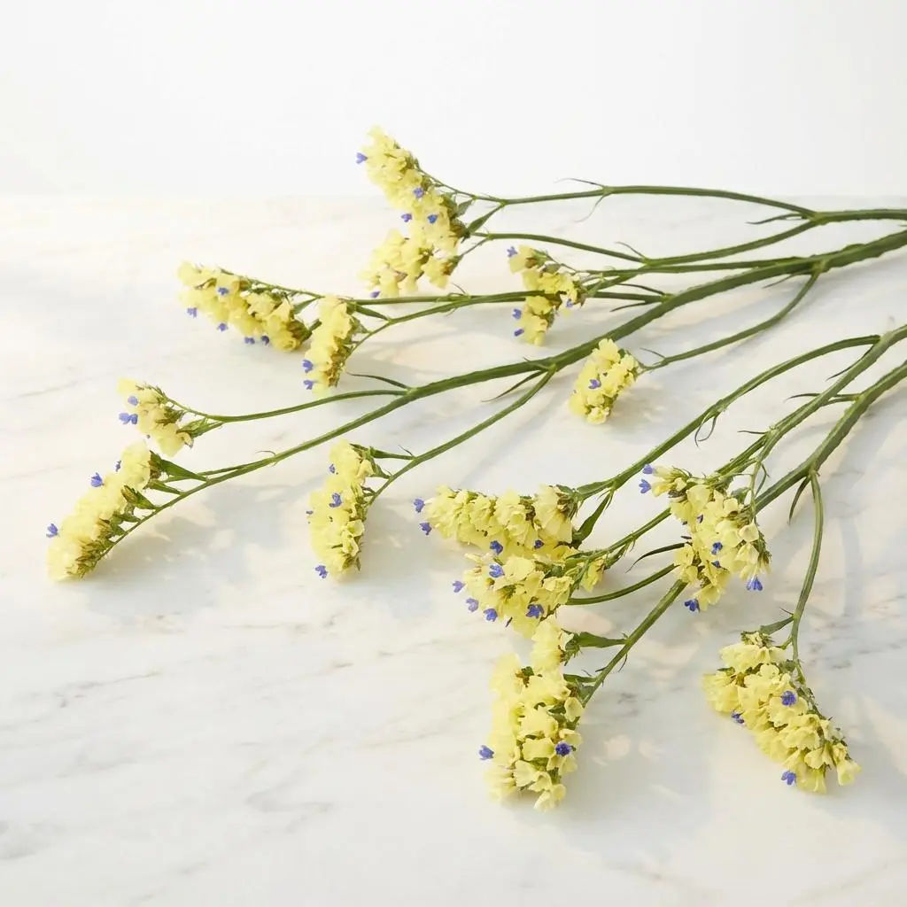 LIMONIUM ليمونيوم