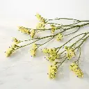 LIMUNIUM yellow.webp