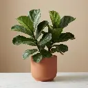 LEATHER LEAVES green1.webp