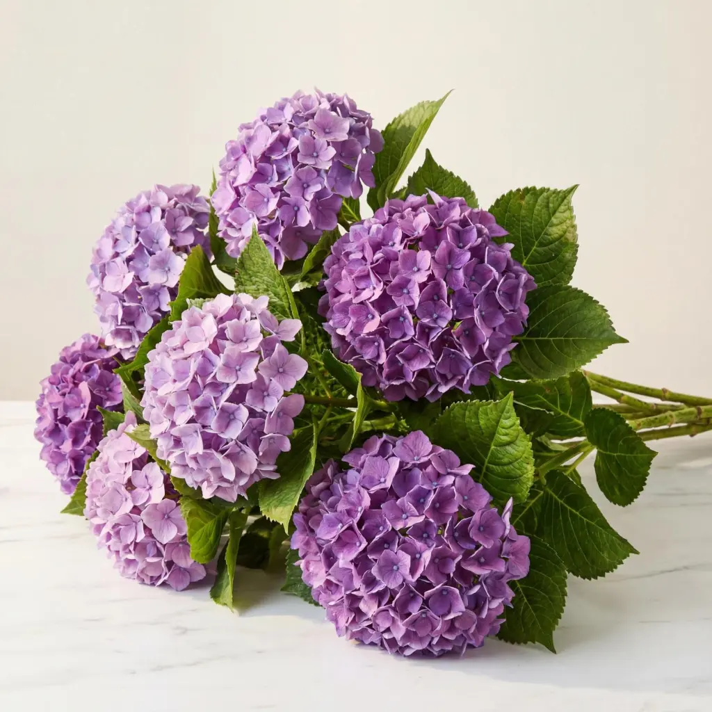 HYDRANGEAS هيدرنجا