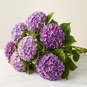 HYDRANGEAS purple1.webp