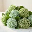 HYDRANGEAS green2.webp