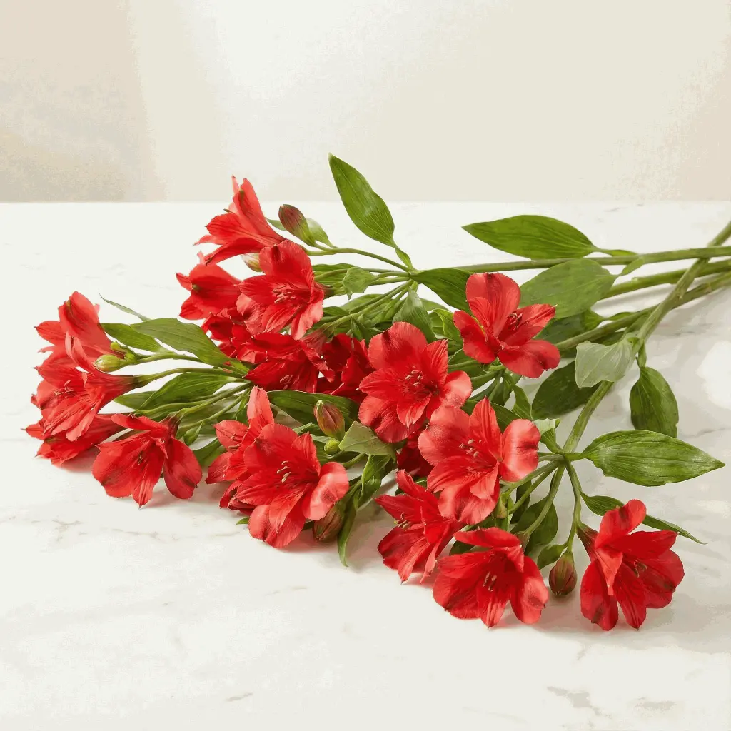 ALSTROMERIA الستروميريا