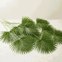 LIVISTONA ROUNDIFOLIA1.webp