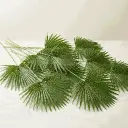 LIVISTONA ROUNDIFOLIA1.webp