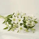 ASIATIC LILIES_white.webp
