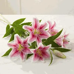 asiatic_lilies_pink_n_white1.webp