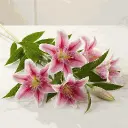 asiatic_lilies_pink_n_white1.webp
