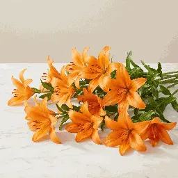 ASIATIC_LILIES_orange2.webp