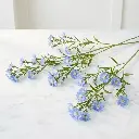 ASTER_blue1.webp