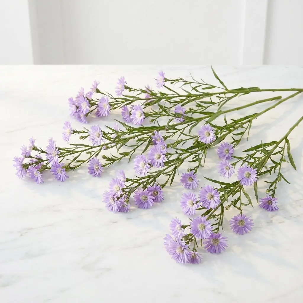 ASTER أستر