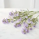 ASTER_purple1.webp
