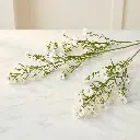 ASTER_white.webp