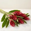 Alpenia Ginger Flowers Red1.webp
