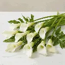 Calla Lilies white.webp
