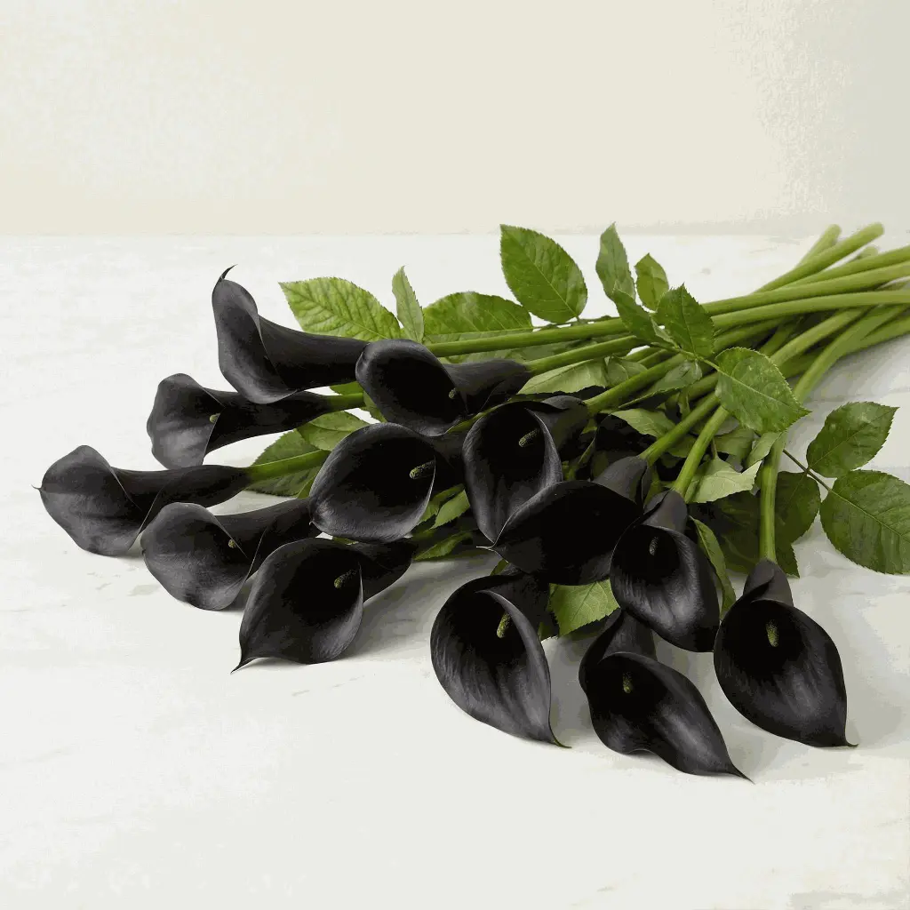 Calla Lilies black.webp