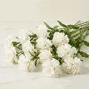 CARNATION white3.webp