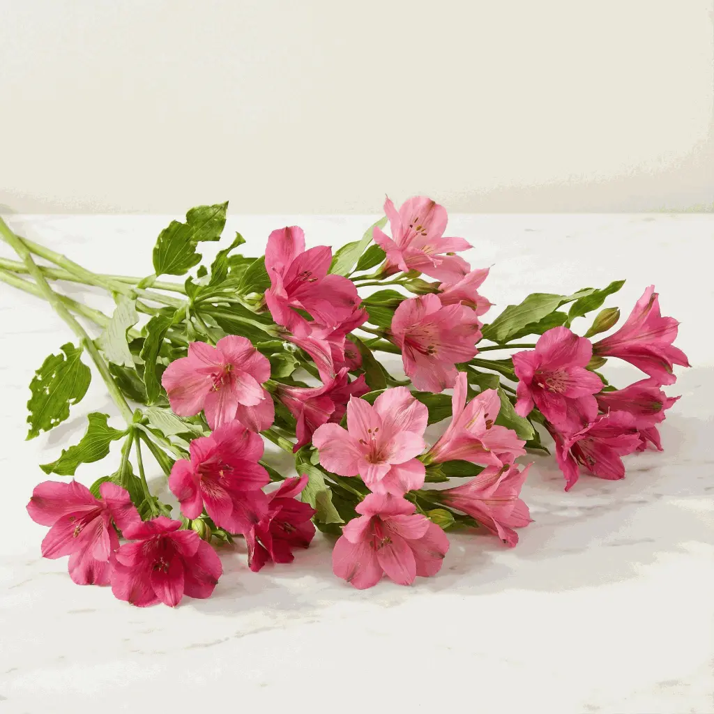 ALSTROMERIA_pink.webp