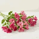 ALSTROMERIA_pink.webp