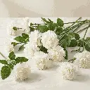 CARNATION white2.webp