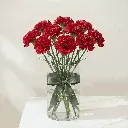 CARNATION red2.webp
