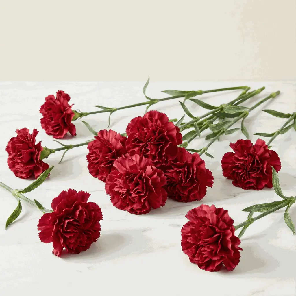 CARNATION red1.webp