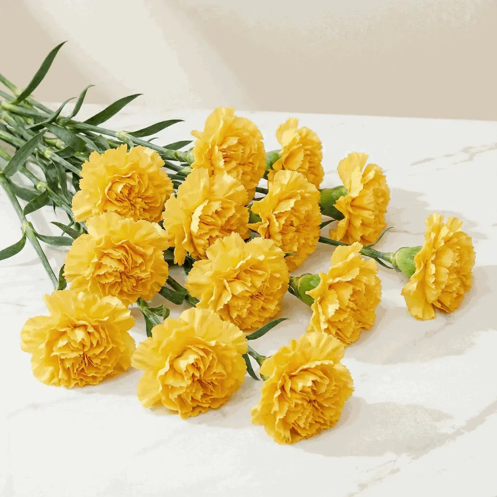 CARNATION yellow.webp
