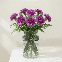 CARNATION purple1.webp