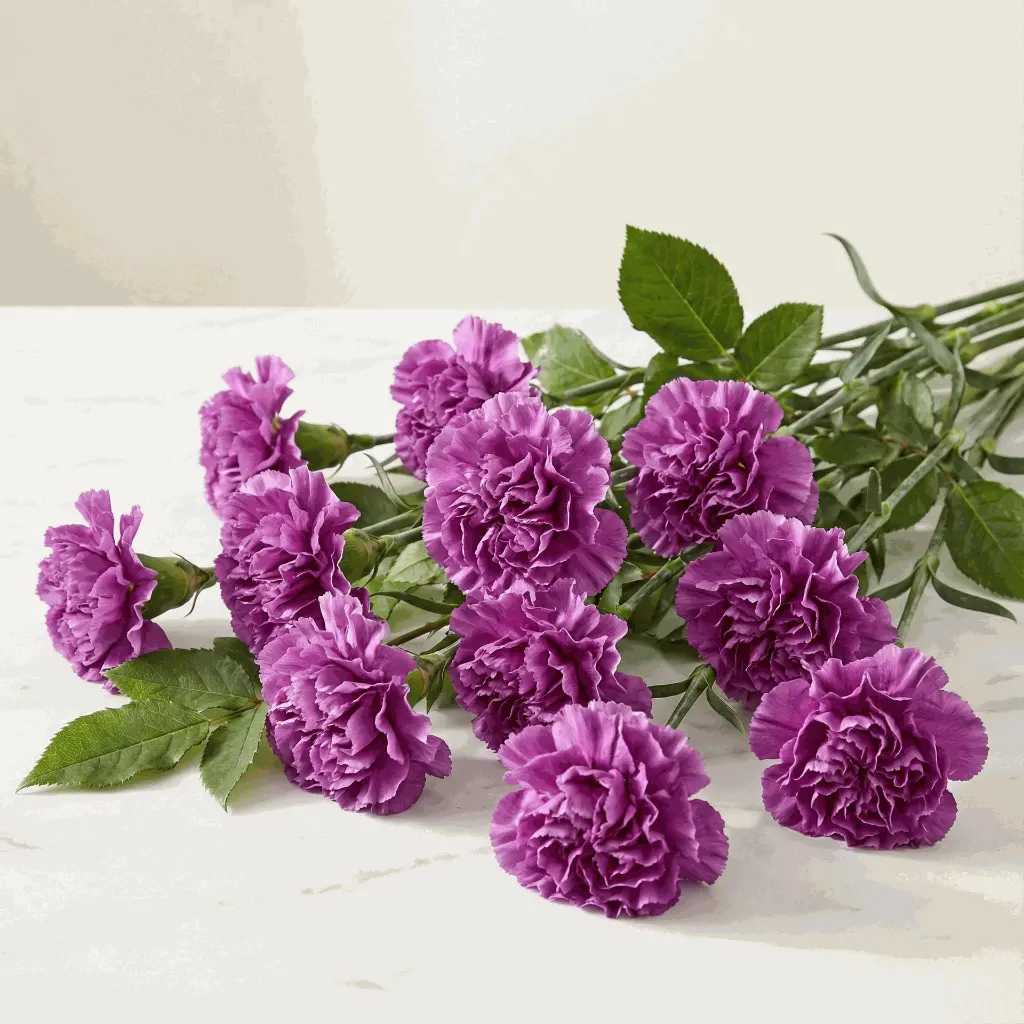 CARNATION purple.webp