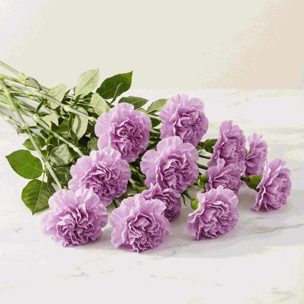 CARNATION violet.webp