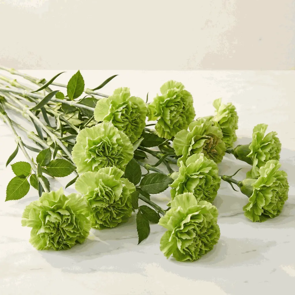 CARNATION green.webp