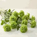 CARNATION green.webp