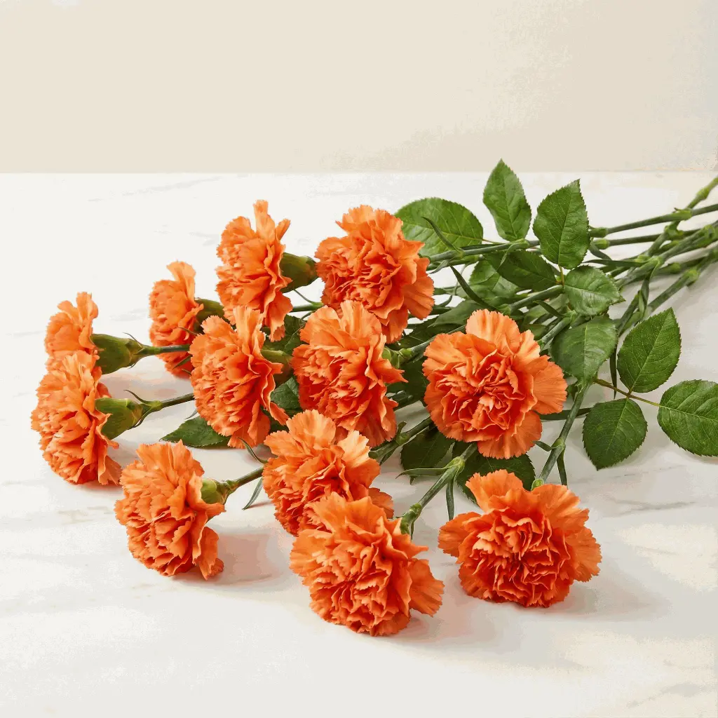 CARNATION orange.webp