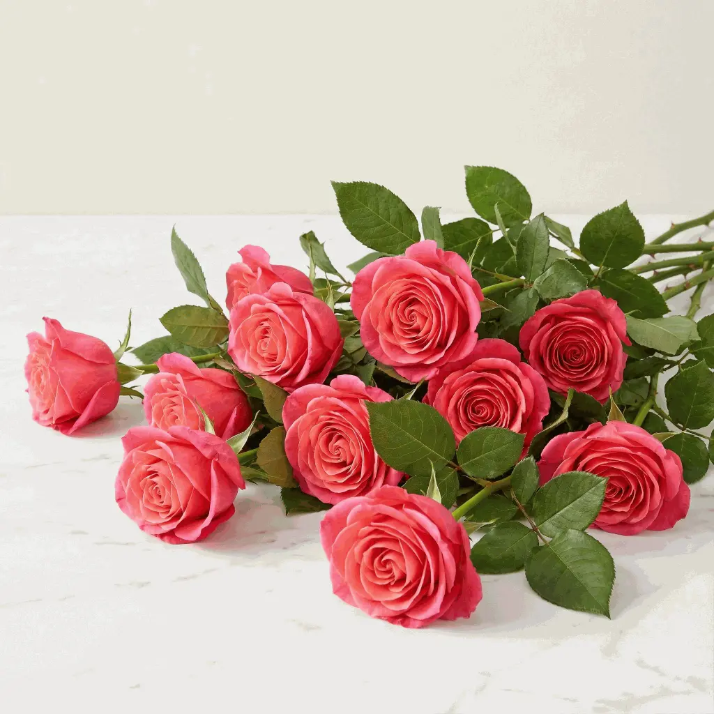 hot_pink_rose2.webp
