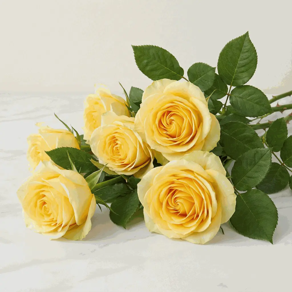 yellow_rose6.webp